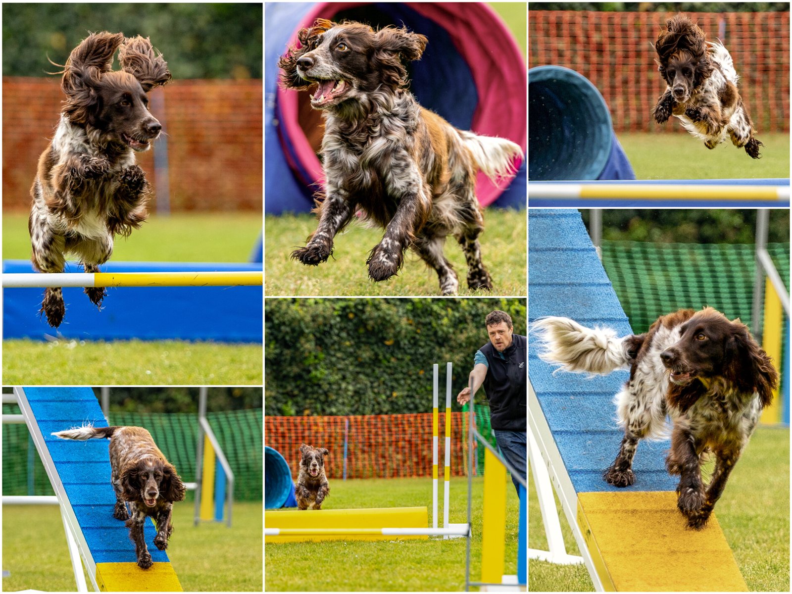 A collage of Grace and Astra competing in agility — jumps, tunnels, weaves and the A-frame