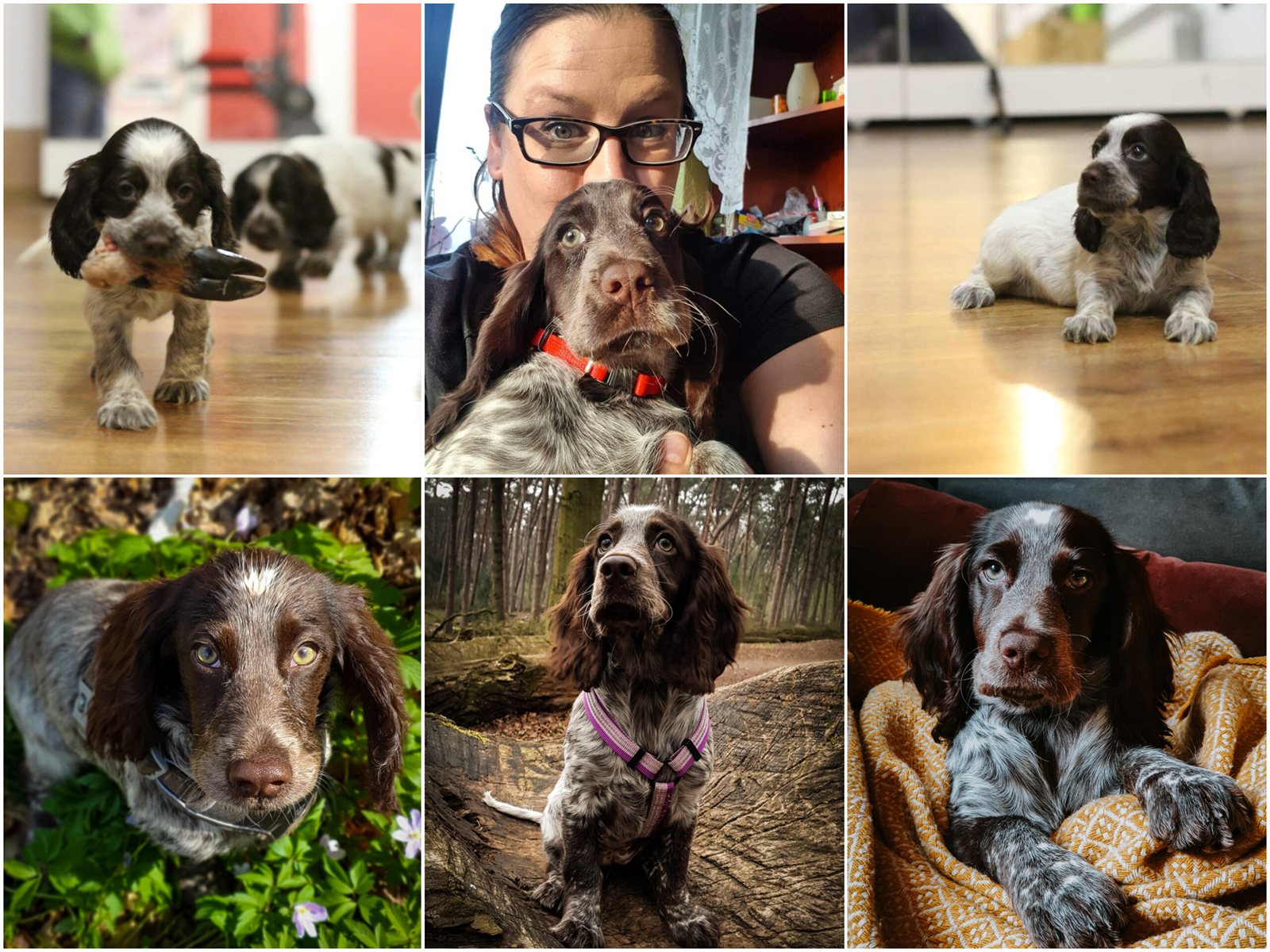 A collage of Grace as a puppy — carrying a slipper, exploring the woods, and curled up at home