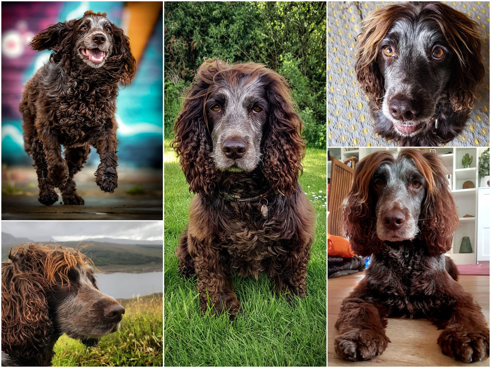 A collage of Nell, the cocker spaniel the kennel is named after, over the years
