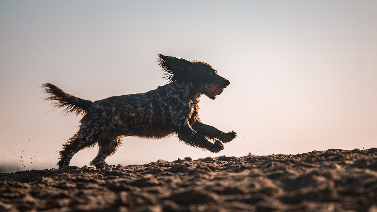 A spaniel running along coastal dunes