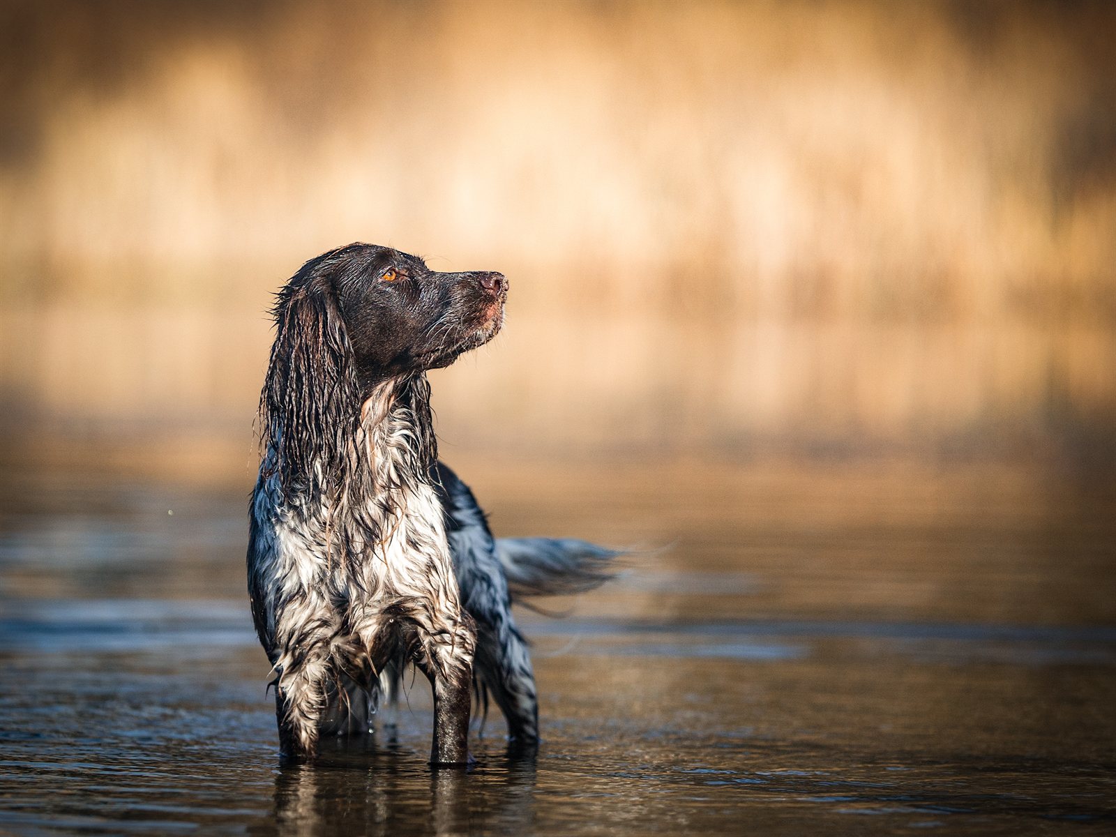 Astra standing in shallow water, wet, looking up into golden light