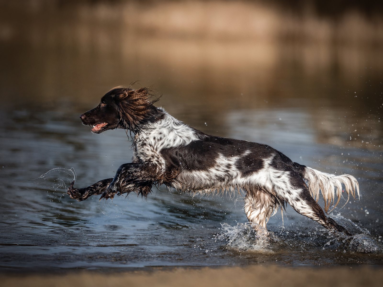 Astra bounding through shallow water, spray flying