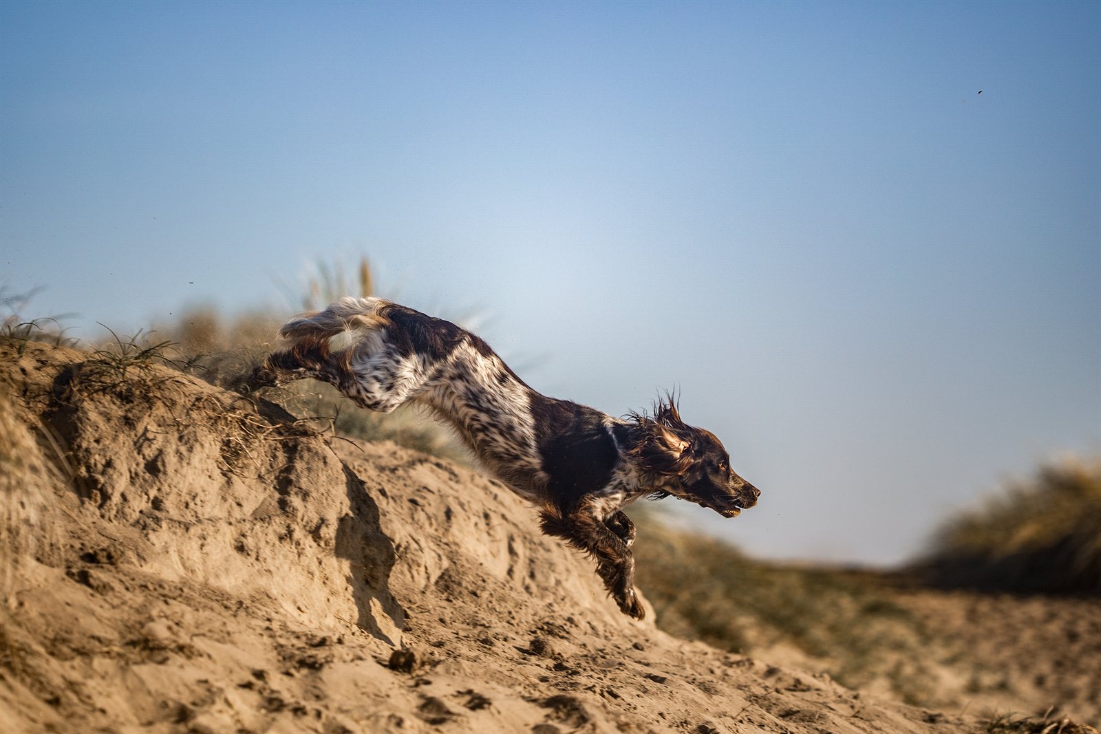 Astra leaping down a sand dune under a blue sky