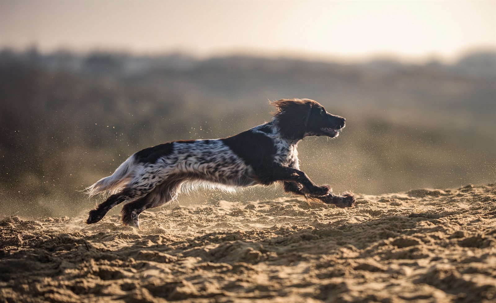 Astra running flat out across the sand in evening light