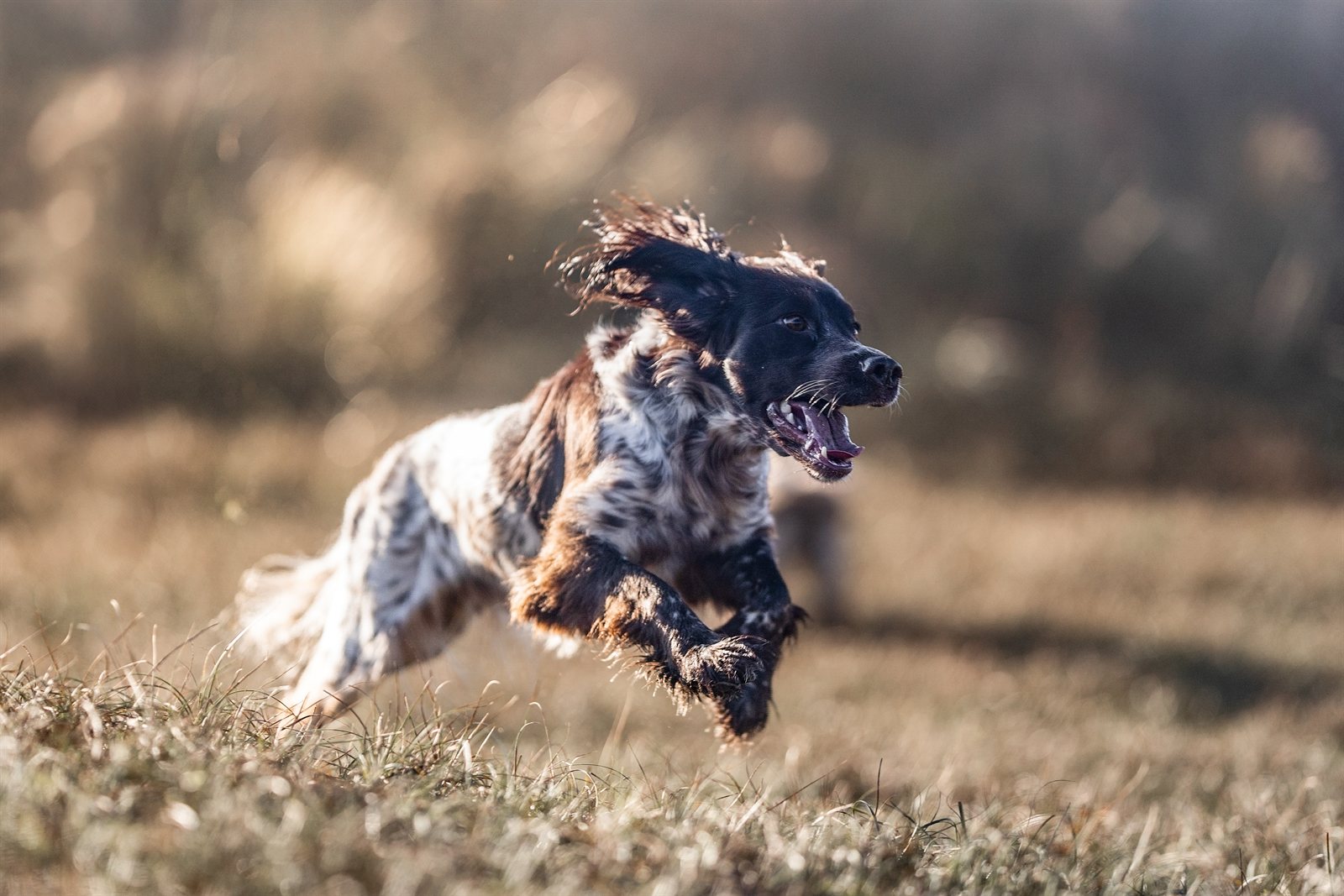 Astra galloping through winter grass, ears flying