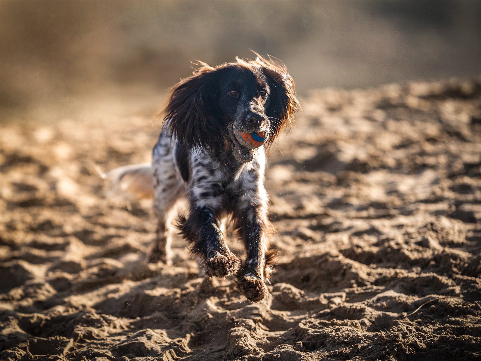 Astra trotting back across the beach carrying her orange ball