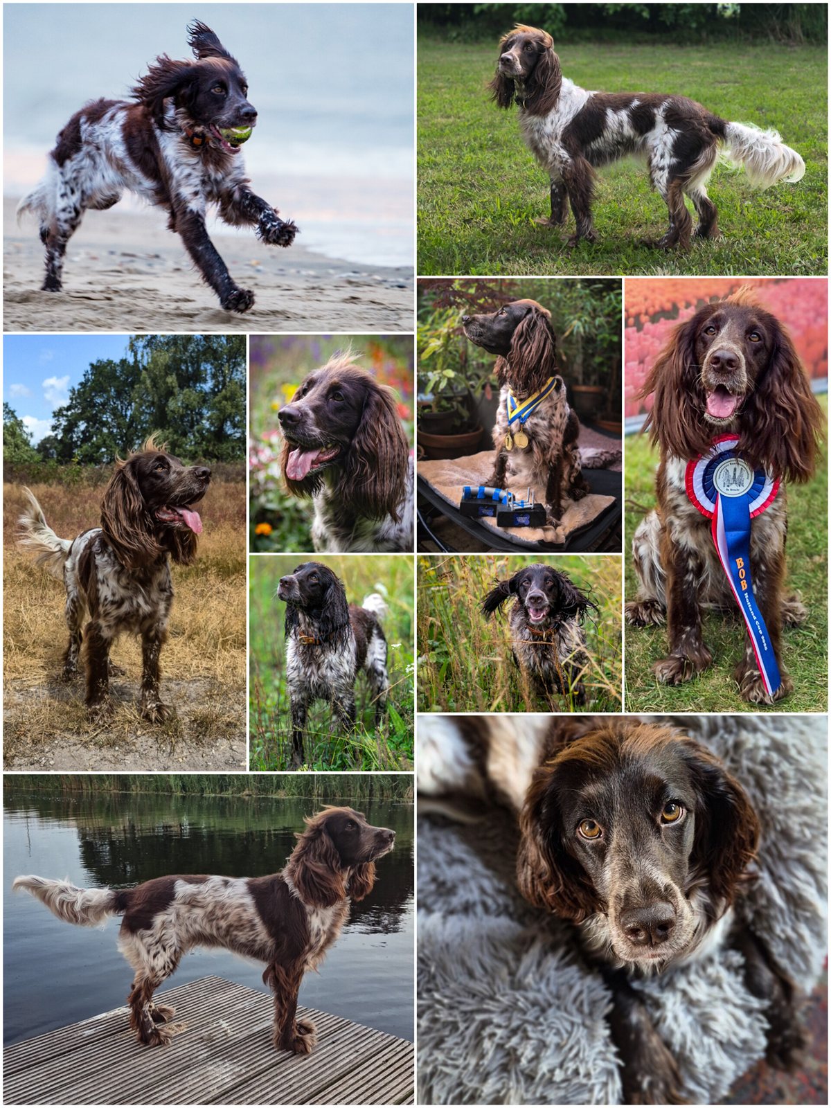A collage of Astra — running on the beach, at shows, and at home