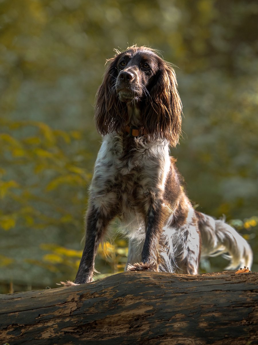 Astra on a fallen log, backlit by autumn light