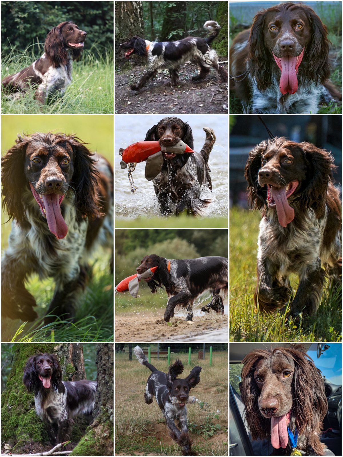 A collage of Bueno — working, retrieving in water, and at rest