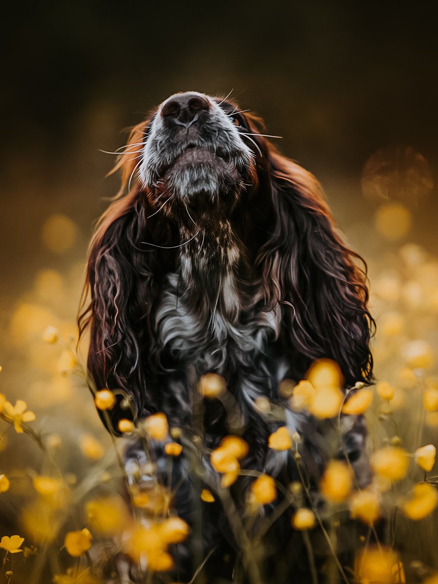 A spaniel in the evening dune light