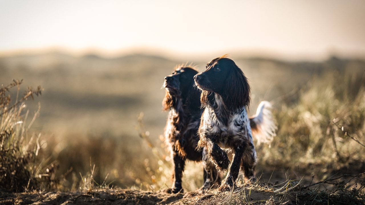 Grace and Astra playing in golden dune light