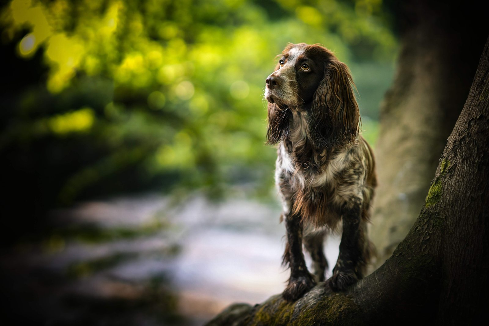 Grace on a mossy tree root beside a woodland stream, looking up into the light