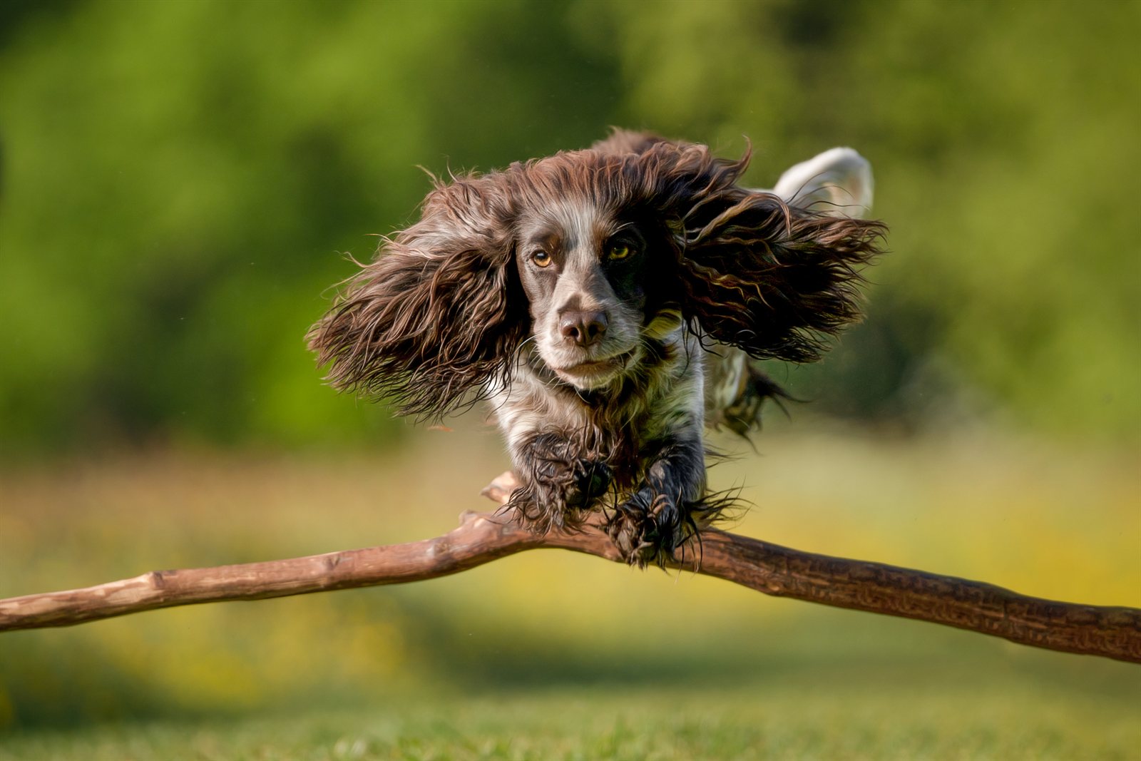 Grace jumping over a branch towards the camera, ears flying