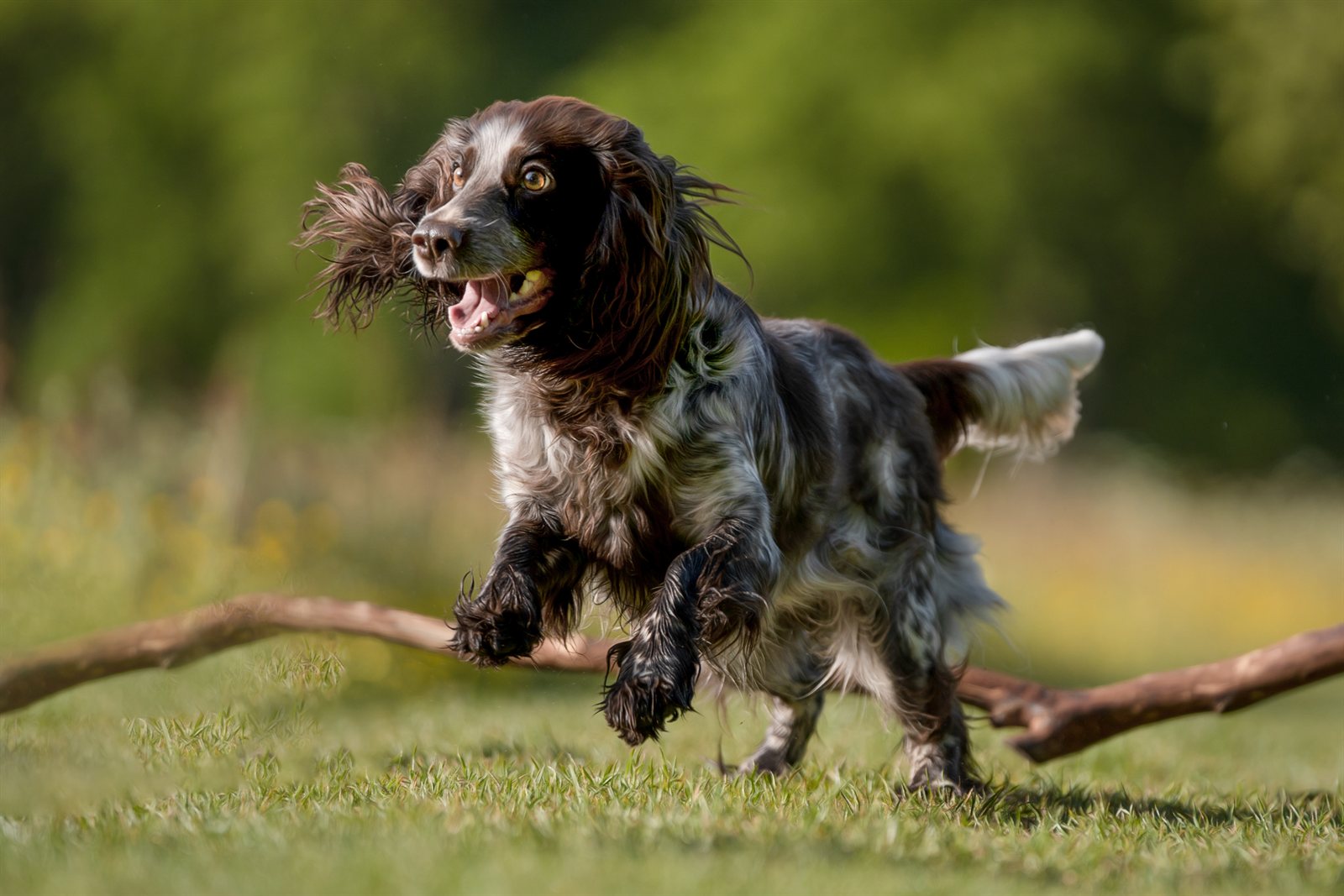 Grace running through a summer meadow, ears streaming