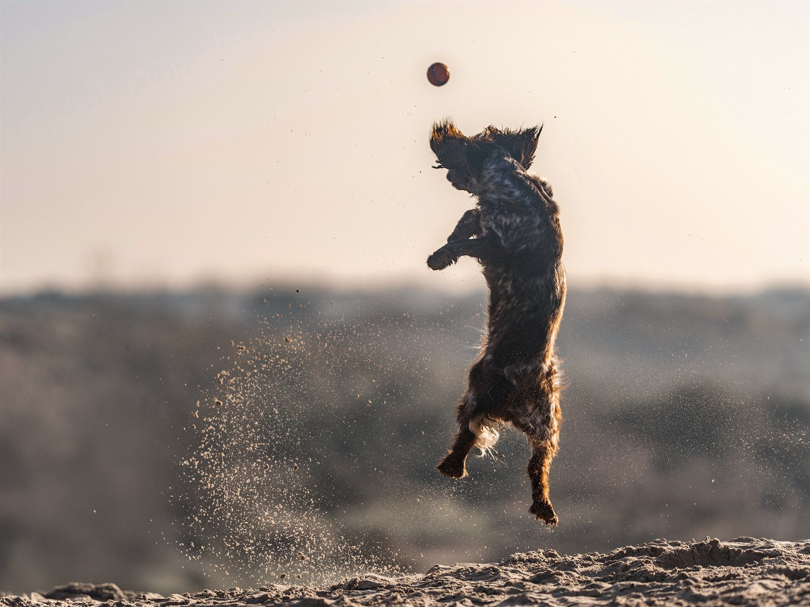 Grace jumping high for a ball, sand flying