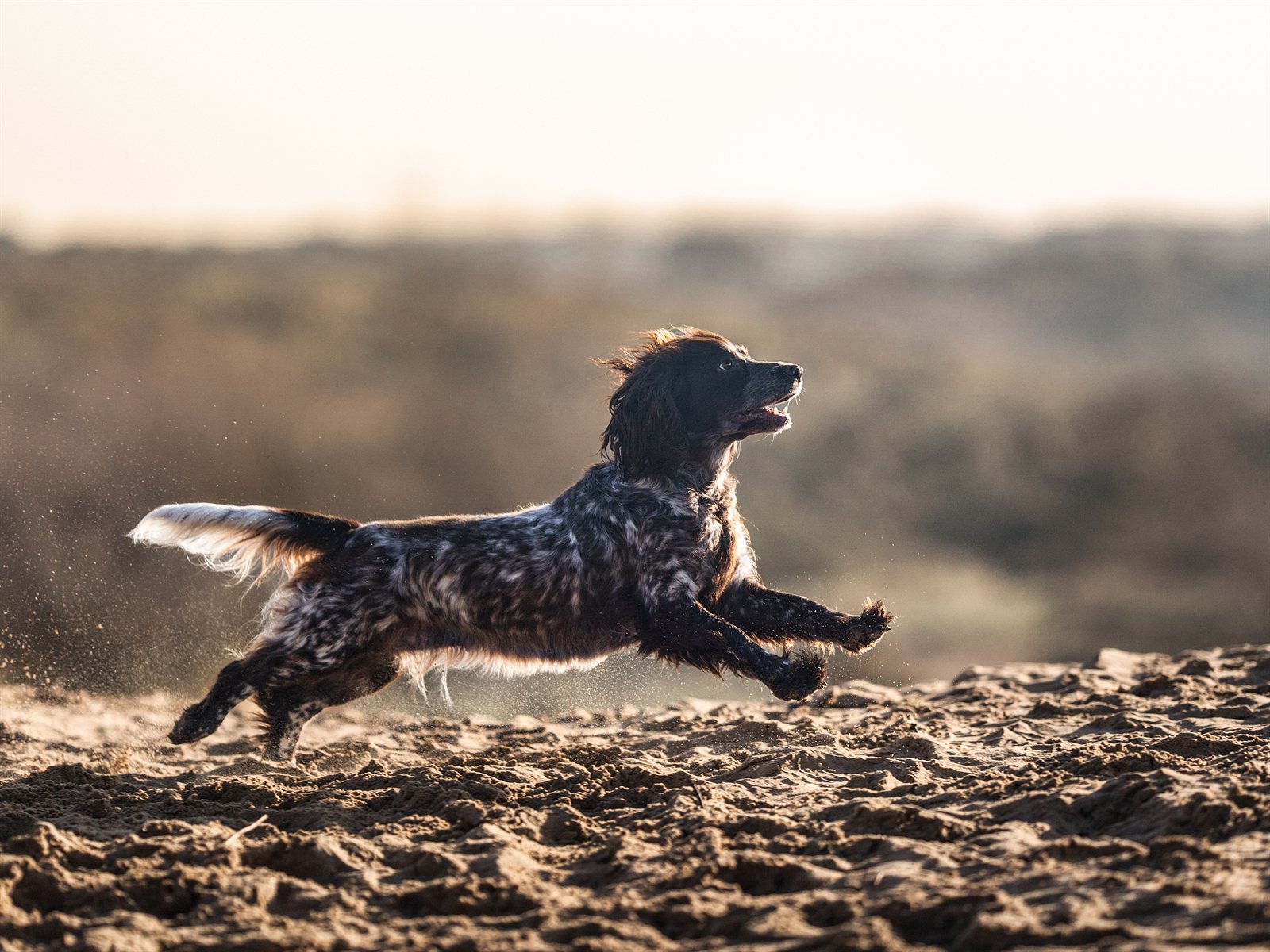 Grace leaping through the dunes in golden evening light