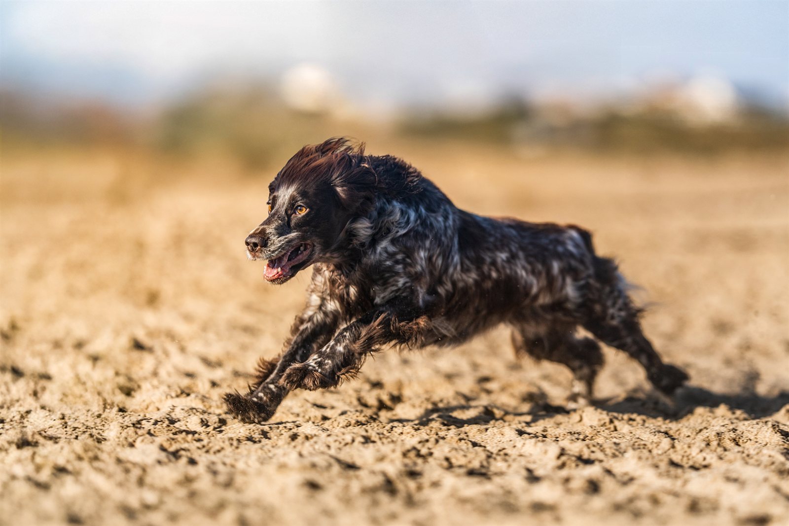 Grace running flat out across a field