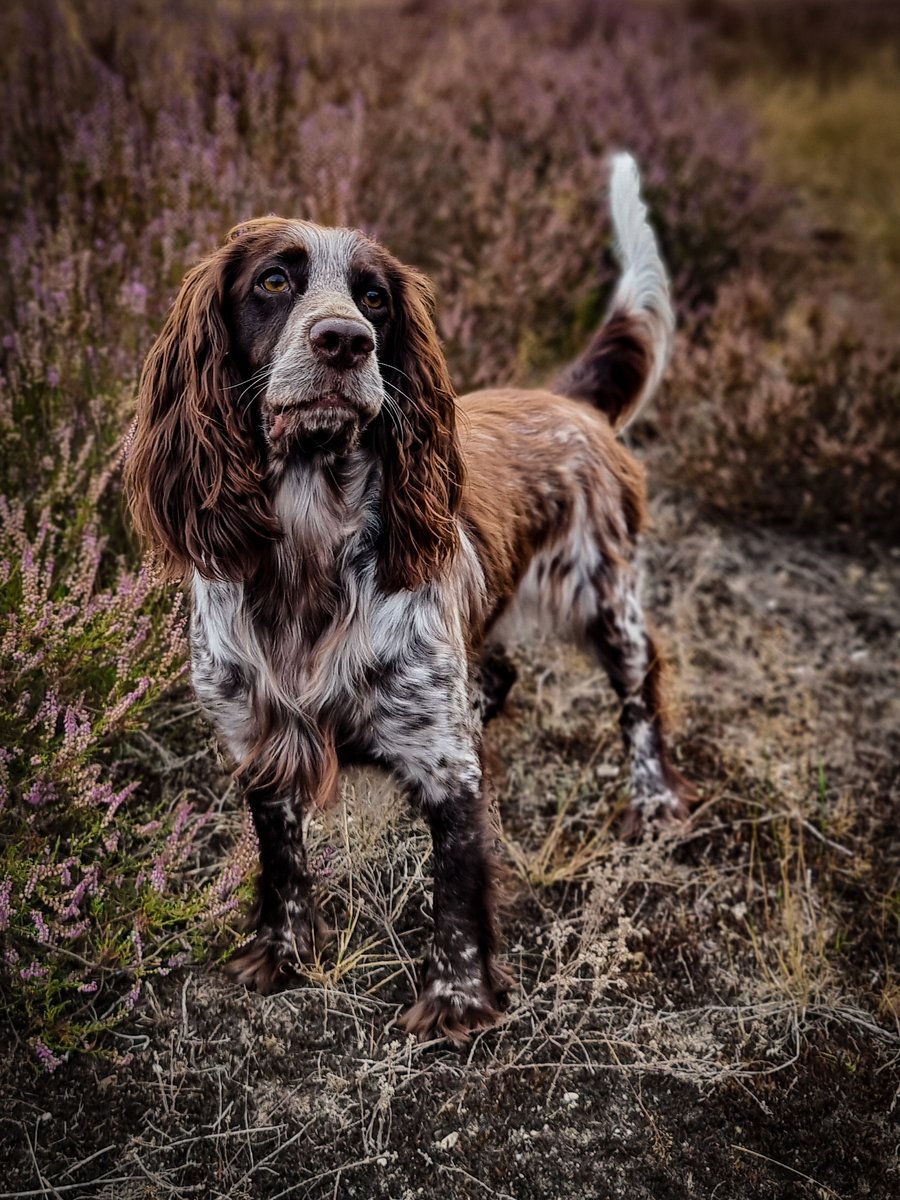 Grace in the heather at three years old