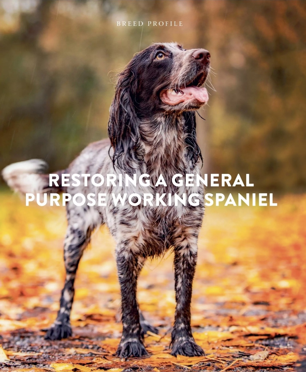 Gundog Journal breed profile cover — a young Grace standing in autumn woodland, under the headline 'Restoring a general-purpose working spaniel'