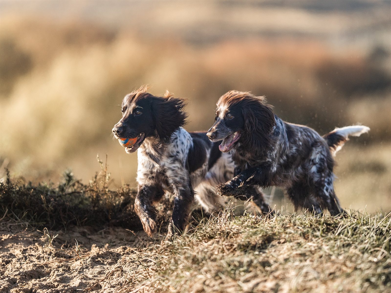 Grace and Astra running together across the dunes, one carrying a ball