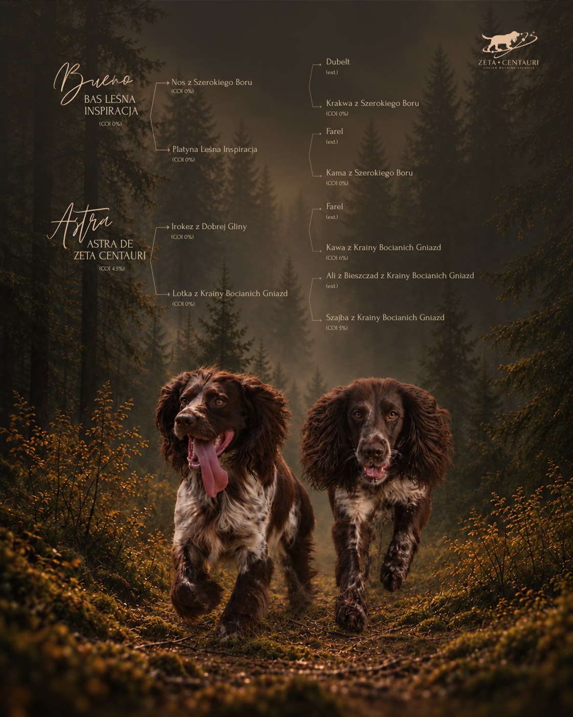 Litter V pedigree chart — the ancestry of Bueno and Astra, with inbreeding coefficients