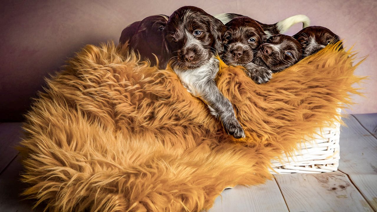 Litter A puppies in a basket